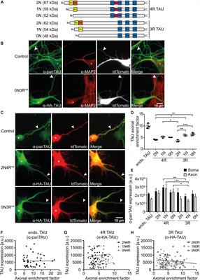 Differential Effects of the Six Human TAU Isoforms: Somatic Retention of 2N-TAU and Increased Microtubule Number Induced by 4R-TAU